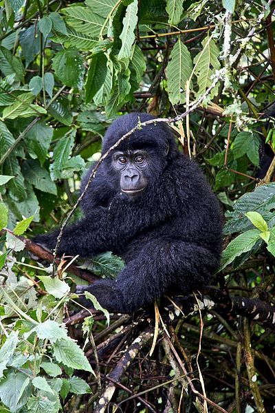 Berggorilla Junges (c) Nshongi Berggorilla Junges (c) Nshongi